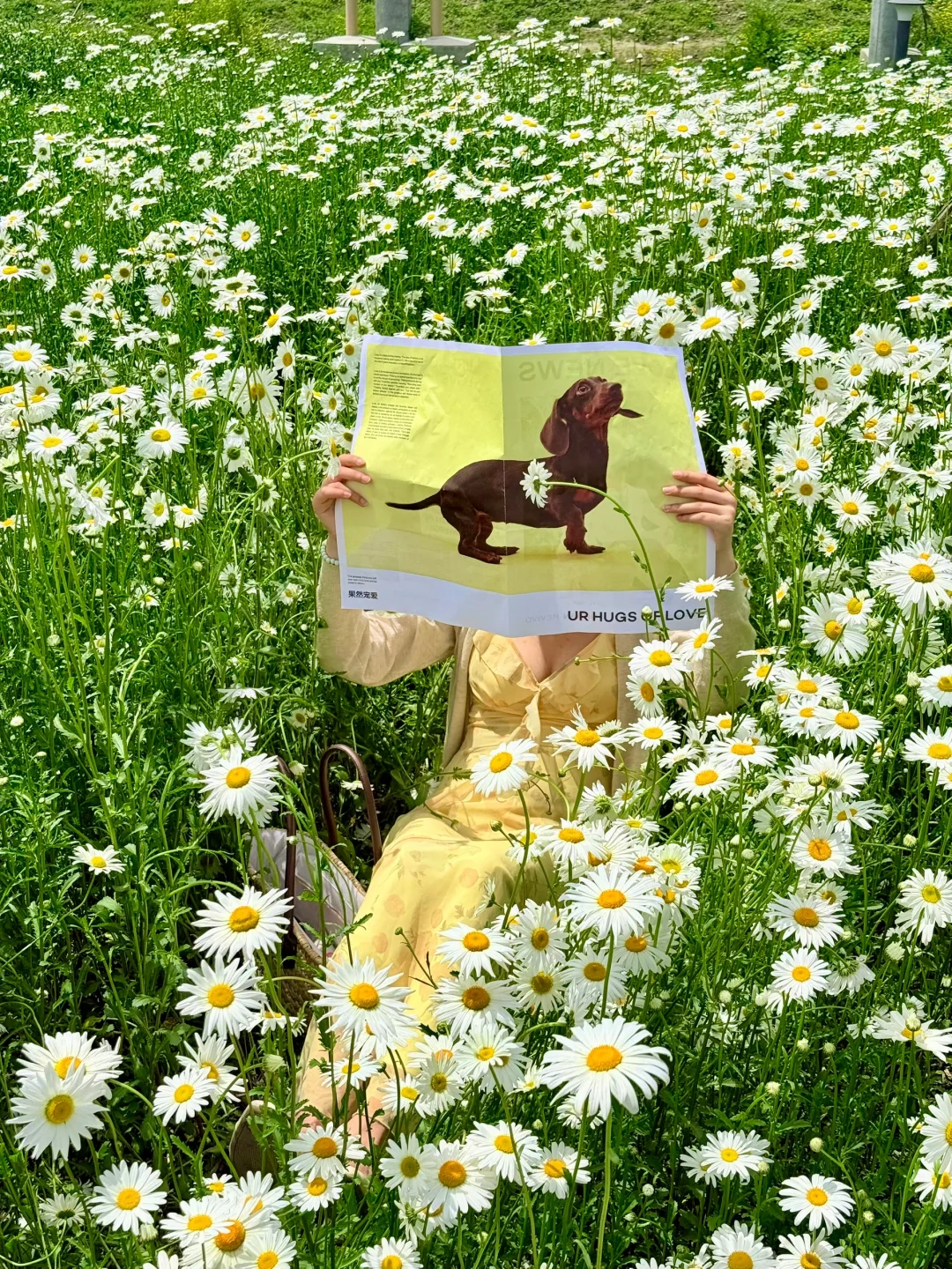 成都！4.19实拍！地铁直达！小雏菊花海好美……