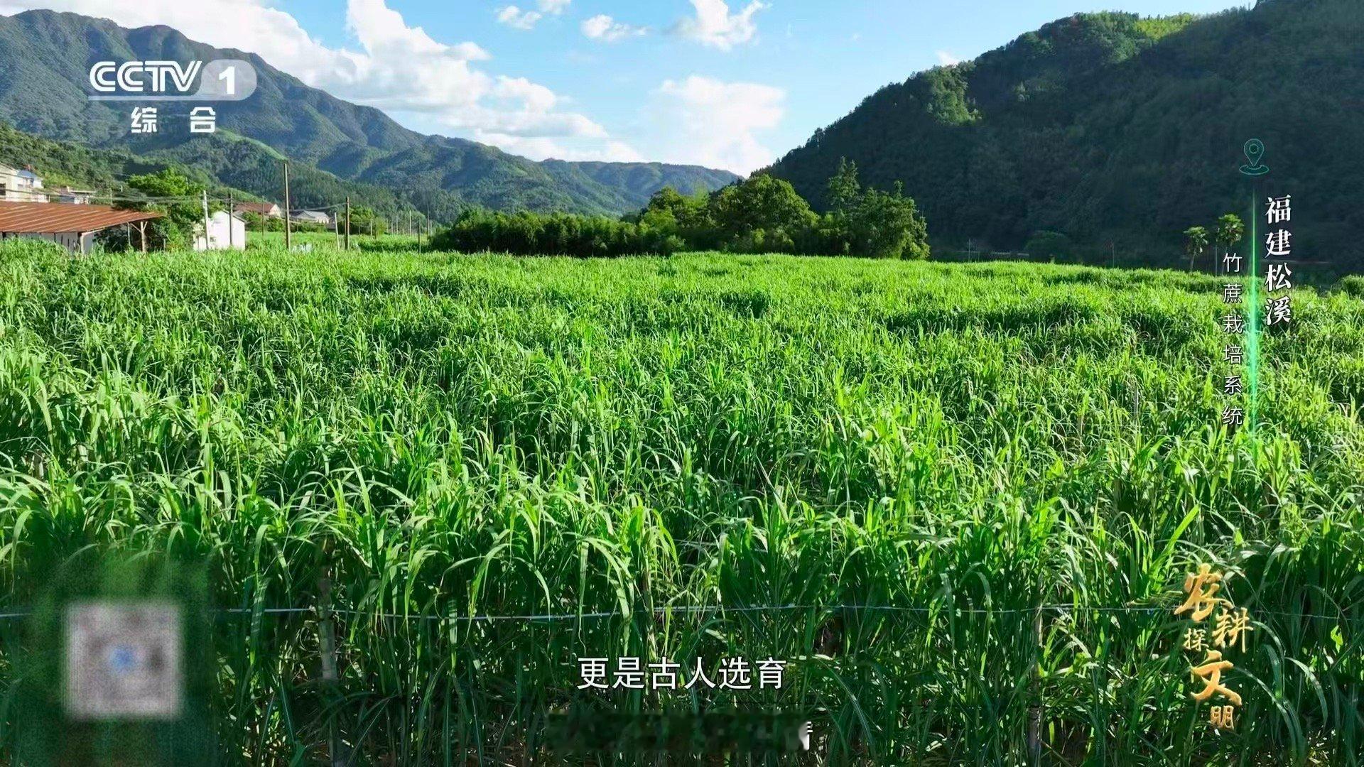 中国一种甘蔗长在火山土里福建松溪竹蔗已生长近300年 这不是普通的甘蔗，是穿越了