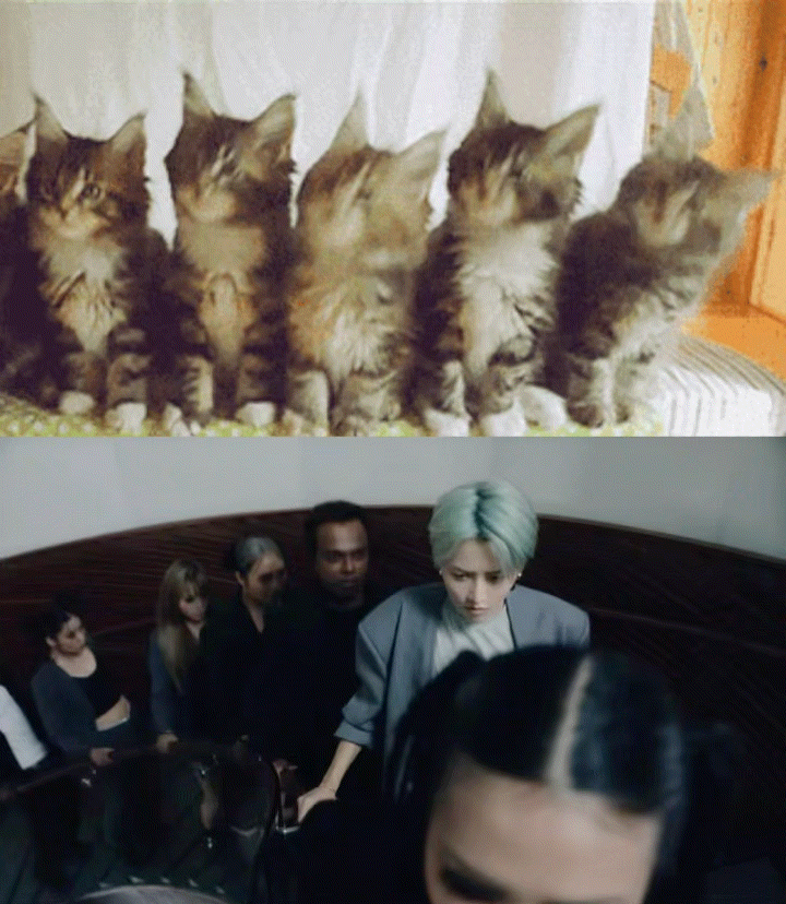 刘雨昕有自己的猫咪蹦迪刘雨昕一直就猫塑，粉丝一直说她是银渐层，超级可爱！还有猫塑