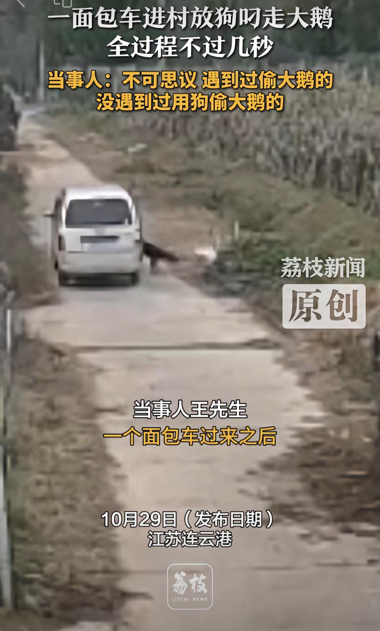 一面包车进村放狗叼走大鹅 全过程不过几秒 当事人：不可思议 遇到过偷大鹅的 没遇