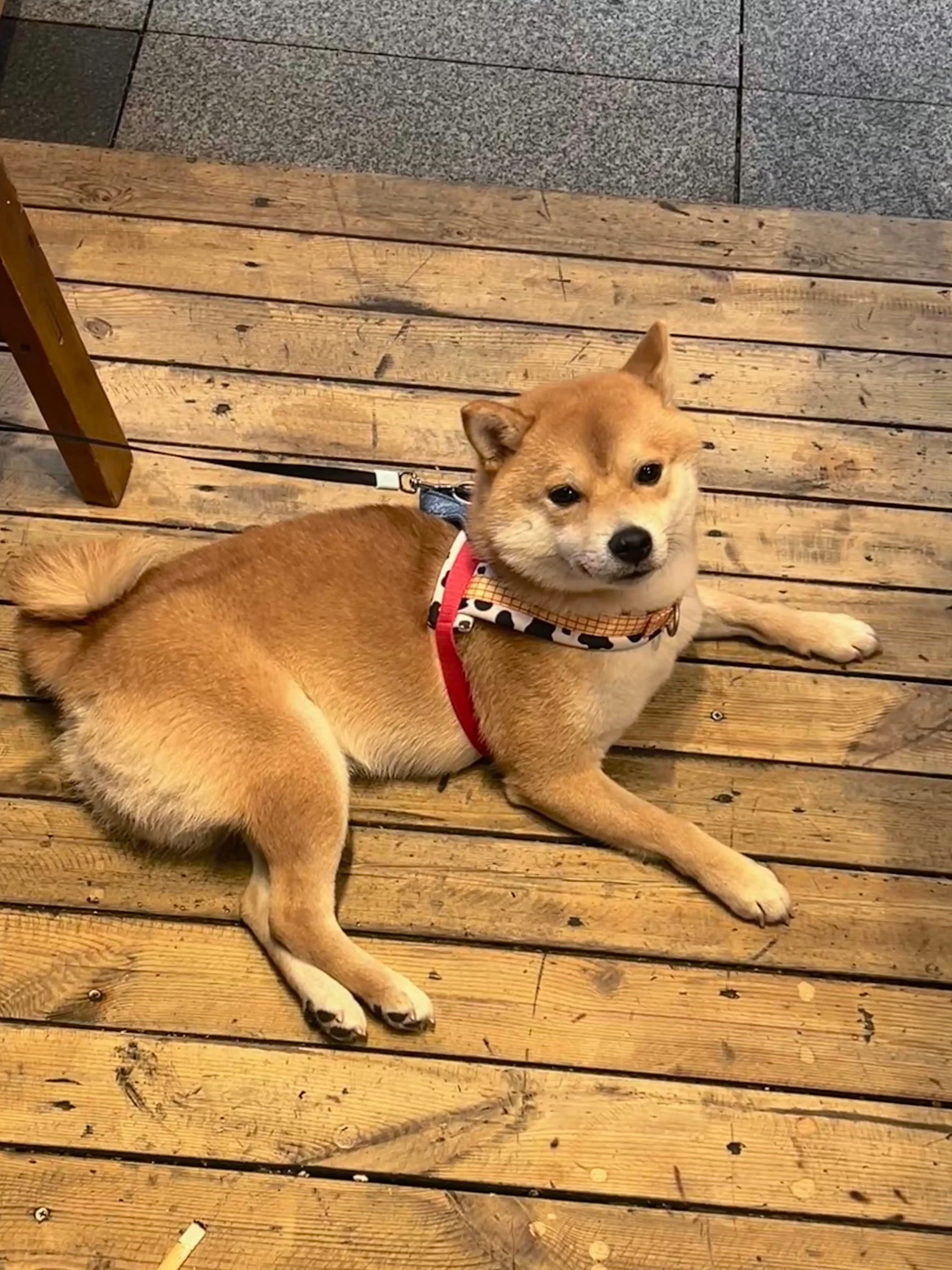 吃了火锅 玩了🐶 成都下次见追星