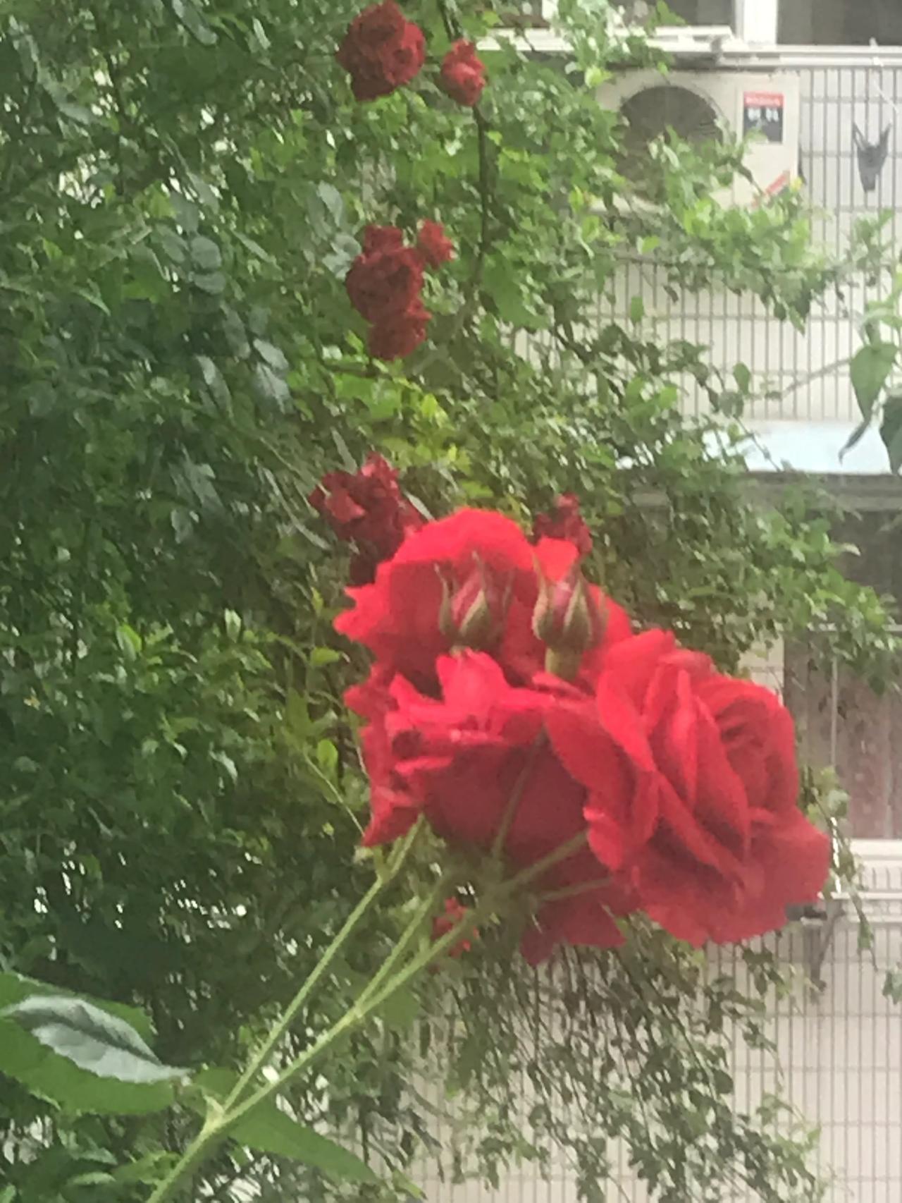 分享一张拍的花