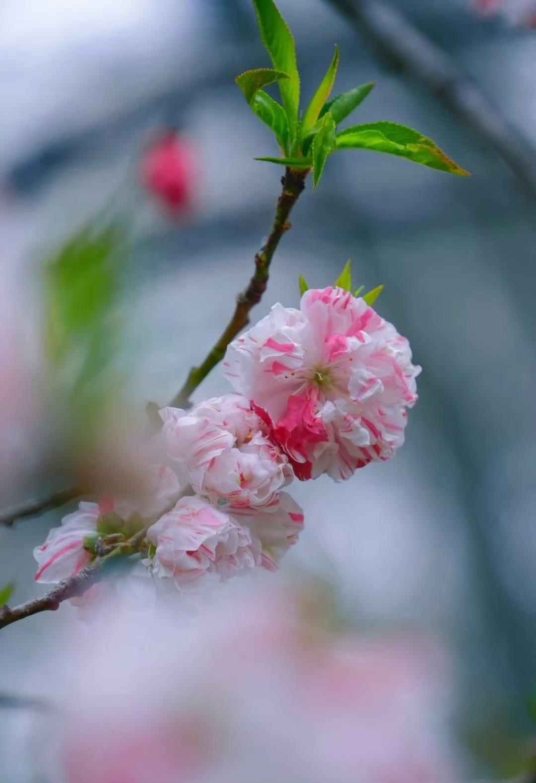 春日顶流！五色碧桃，一瓣如春


四月的浪漫，被碧桃承包了。
一朵花里，藏着粉白