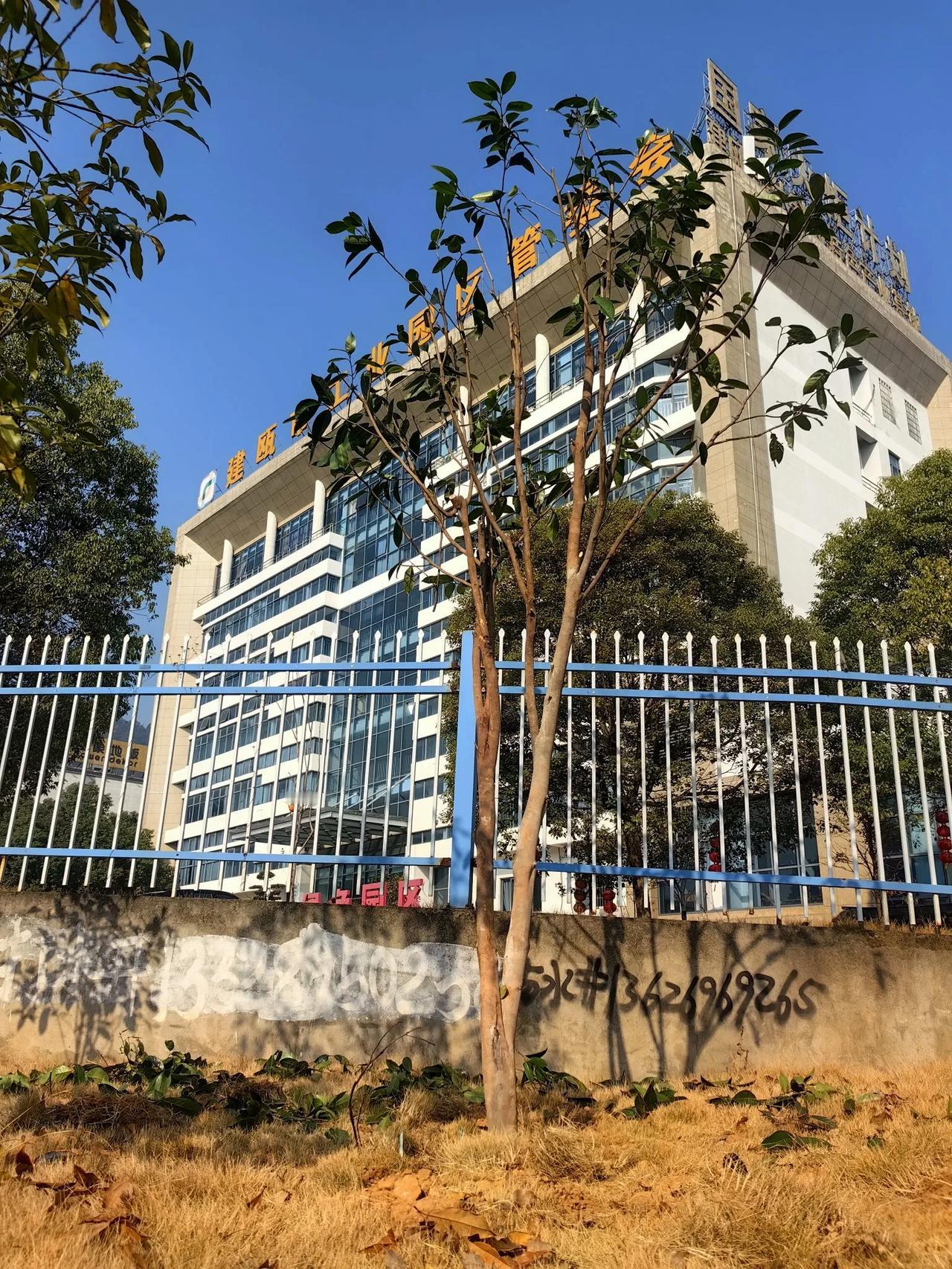 今日即景
​“今日乍看光棍一条，来年信是绿树成荫”
​入赘他乡，定要脱胎换骨，