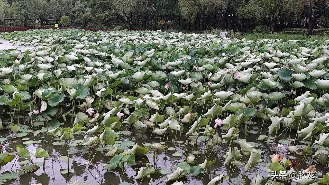 公园美丽景随拍荷叶翻面大风来