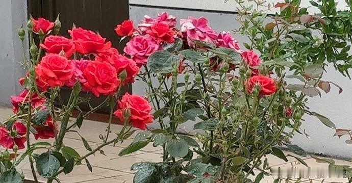 下联：百花丛中观蜂忙