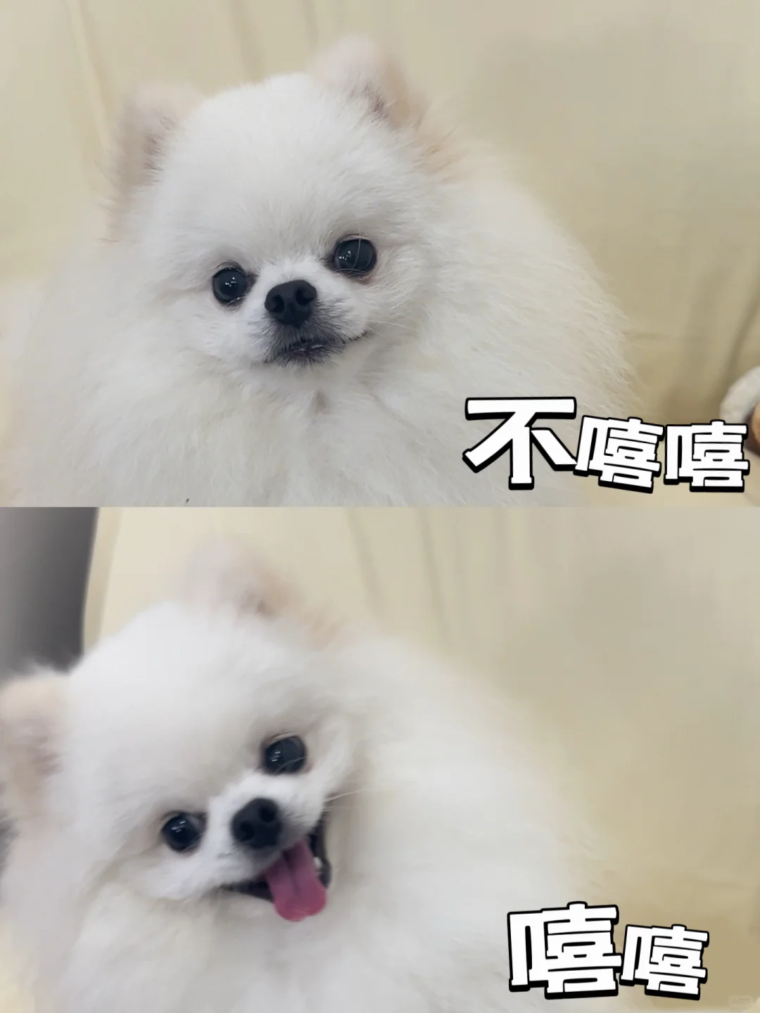 爱与不爱尊嘟很明显