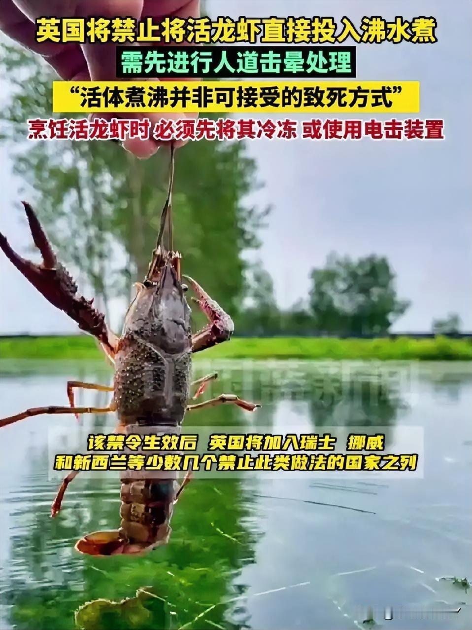 别觉得龙虾无痛感，科学都证实了它有痛觉神经，开水里那阵乱蹬，是实打实的煎熬。
