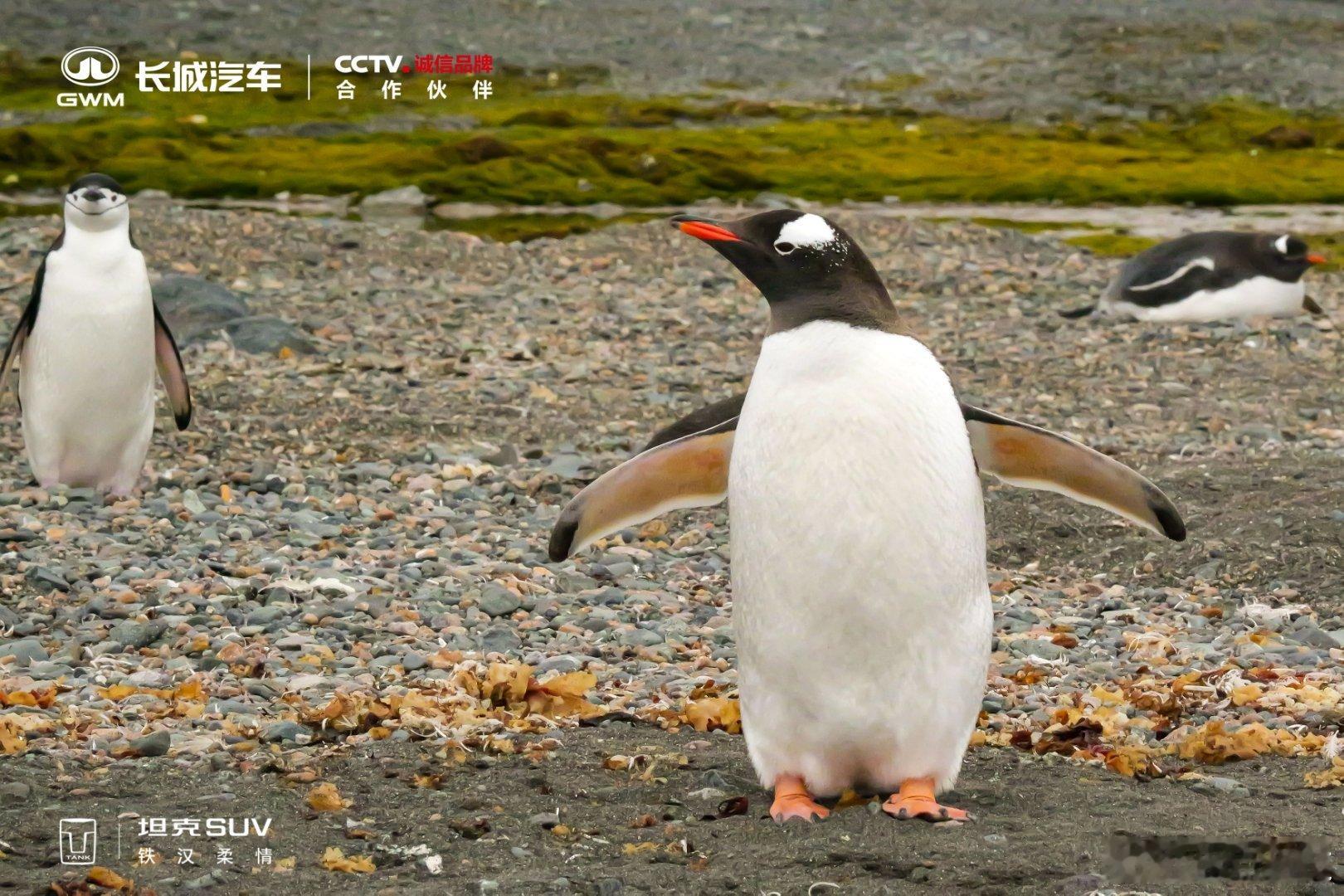 这可能是最硬核的春节祝福这是来自17000公里的奔赴，从长城站到长城车，坦克30