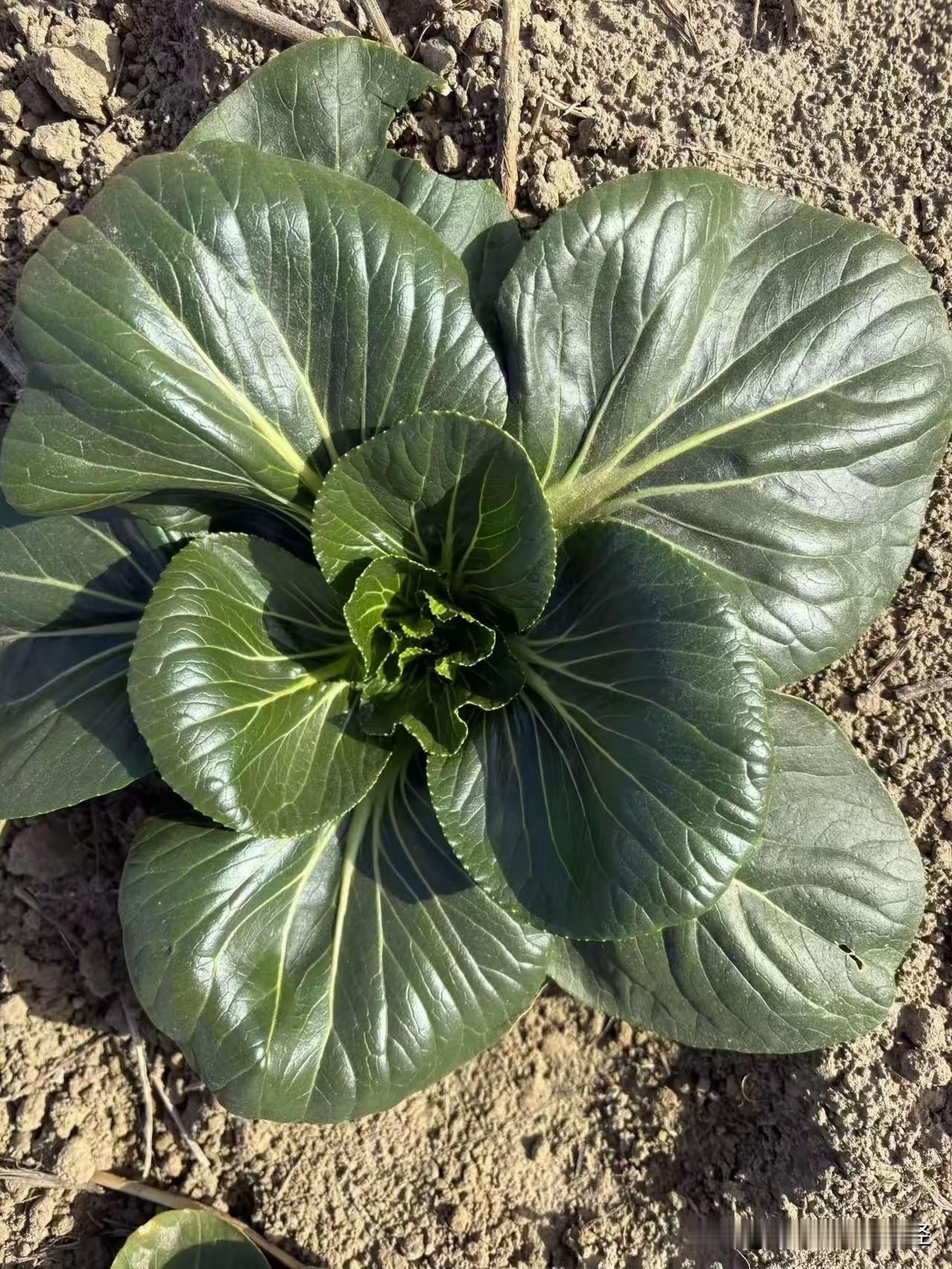 黑菜，南通人冬天最热衷的蔬菜，没有之一，很多不爱吃青菜的孩子，唯独只吃黑菜。一碗