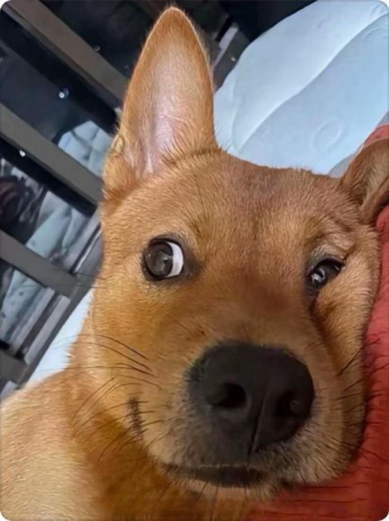 有时候跟你们有点共鸣感觉挺好的，觉得自己应该是个正常人，就像现在咱们应该都是图片