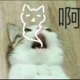 糖貉热说汽车