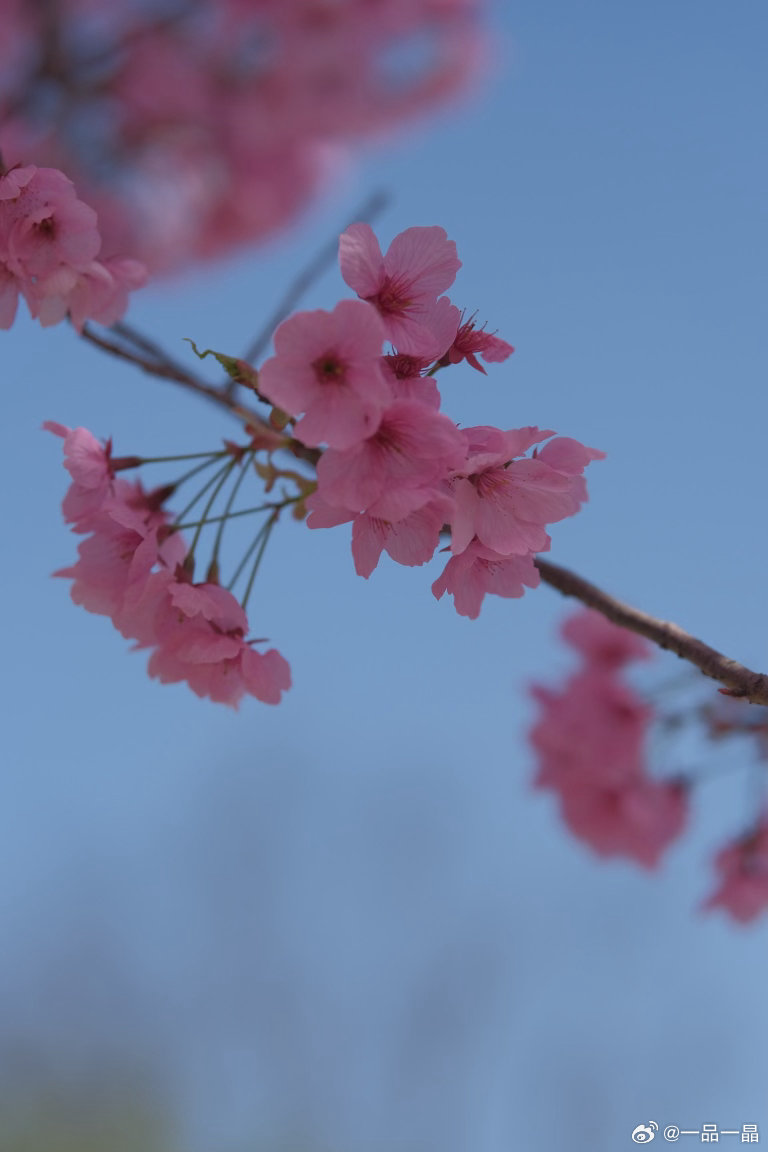 苏州花事阳光樱开得正盛，粉白渐变的花瓣轻盈透亮，在蓝天里晕开层层温柔。风一吹，粉