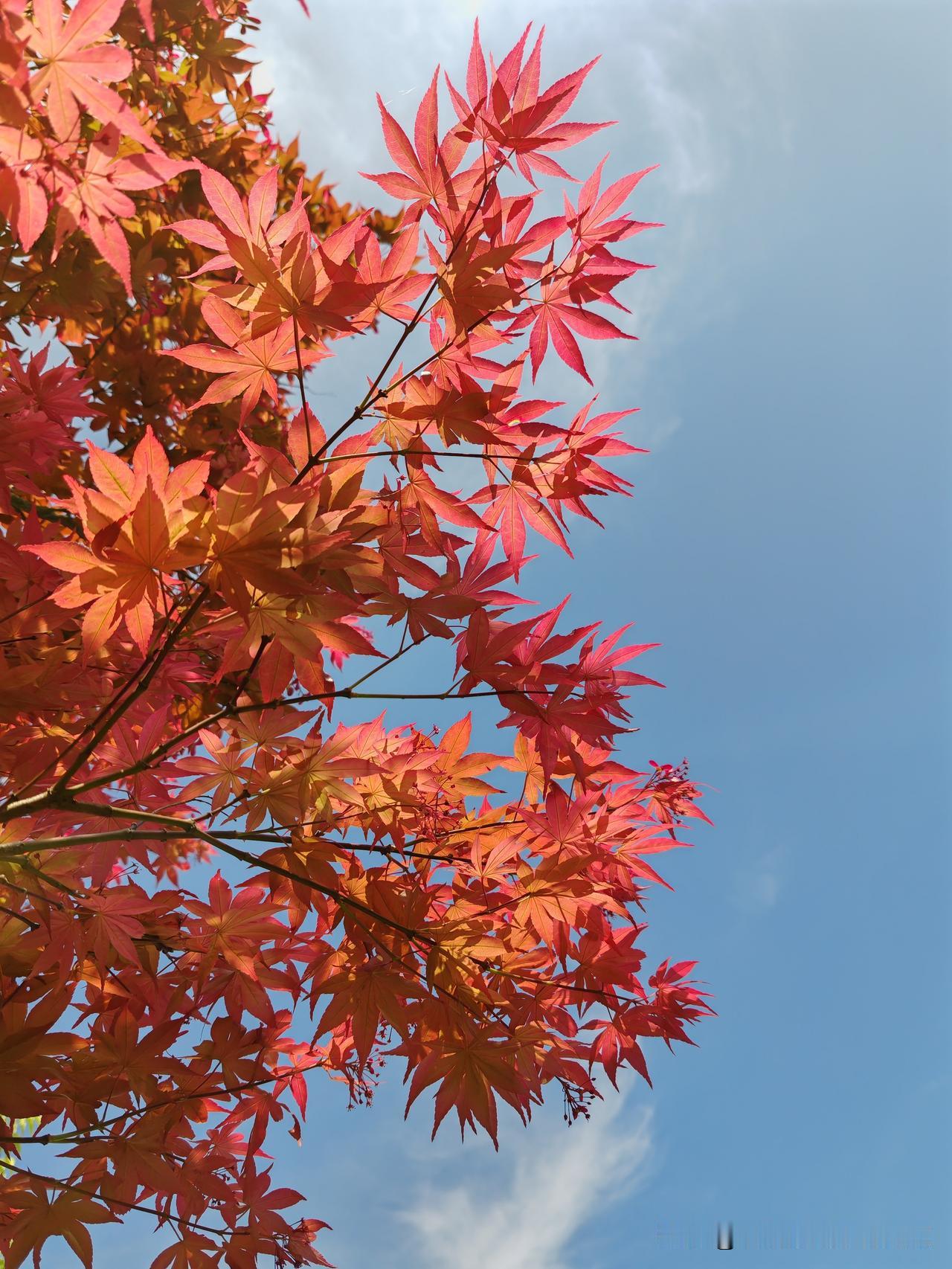 出门我也喜欢拍照，但我喜欢拍风景，不喜欢自拍，可能是因为人丑！