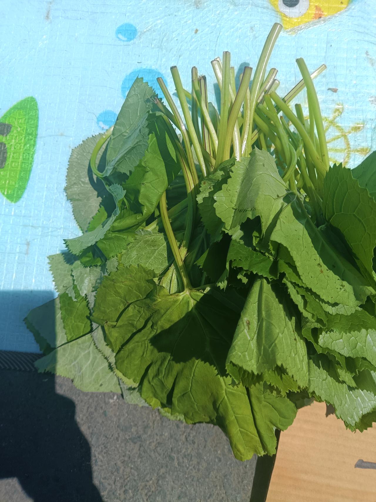 东北山野菜都有哪些比较好吃呢看看现在还有哪些山野菜，最好吃应该属刺老芽凉拌最好吃