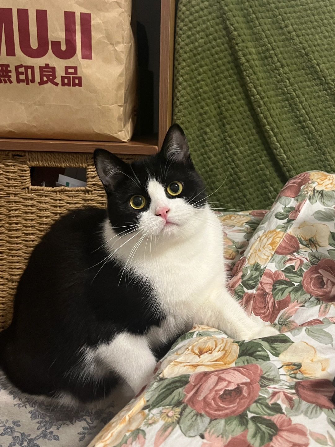 分享一下养奶牛猫的原因