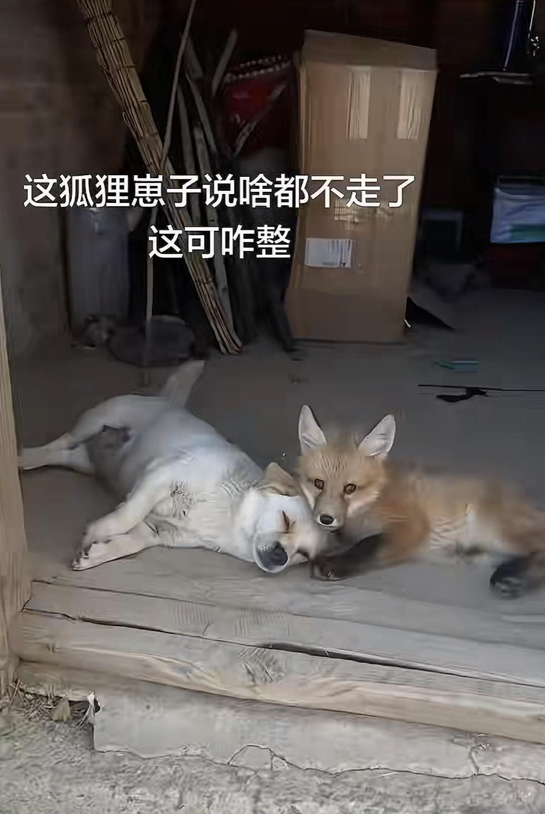 网友分享生活，狐狸来家以后就不走了，成天跟狗子腻歪在一起，这是狐朋狗友具象化了啊