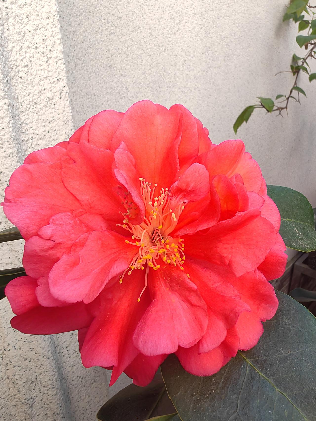 有没有漂亮的花朵图片吗随手拍