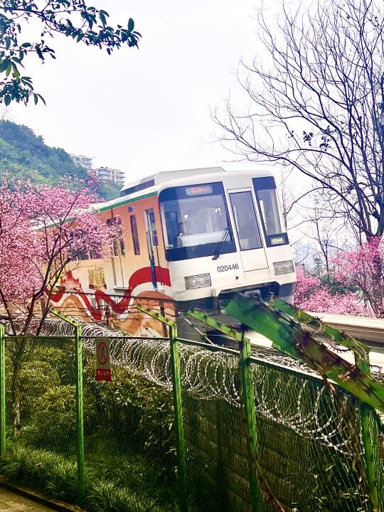 重庆佛图关📍开往春天的地铁，花已经开好了