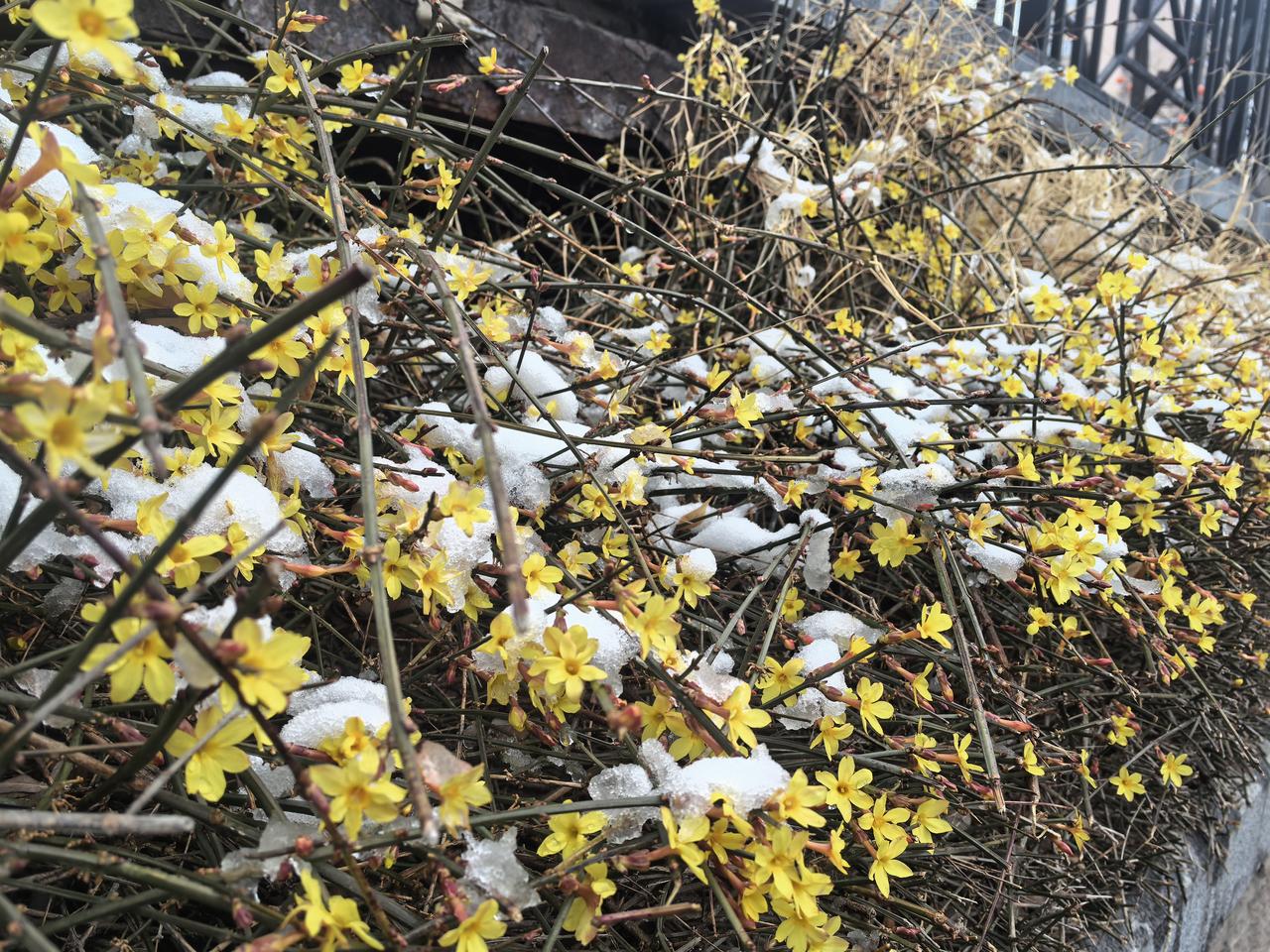 残雪还恋着冬的余温，迎春花却已冲破寒意，在枝头燃成一片明黄。这是春天的宣言，任冰