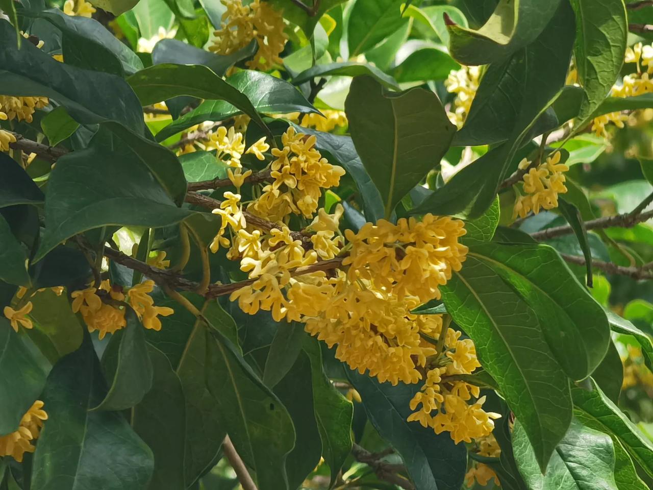 在你心中一年四季哪个季节最美?秋季也很美，最美是桂花盛开，不仅让人看着美不胜收，