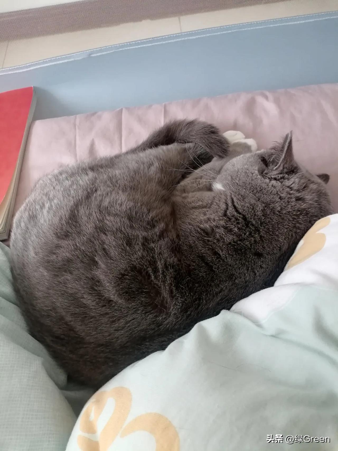 我有“新欢”之后，我老公很少跟我老生常谈。而且在爱猫这件事上，我俩也比较分歧。我