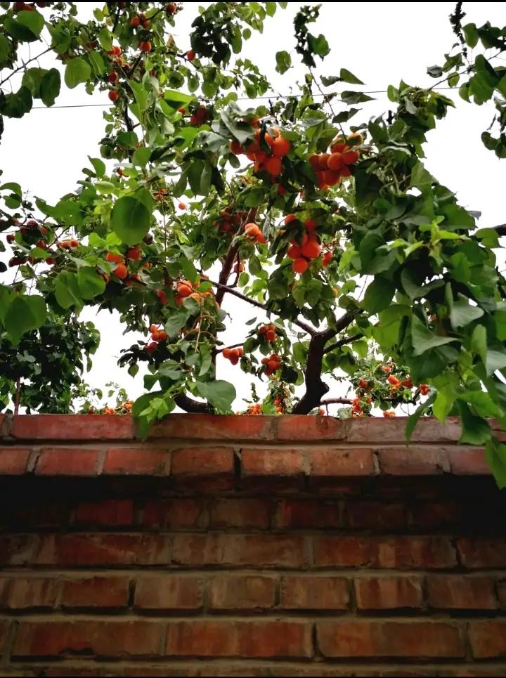 红杏一般不出墙，
只因院冷少阳光，
若是春风能锁暖，
何必出头来曝光？