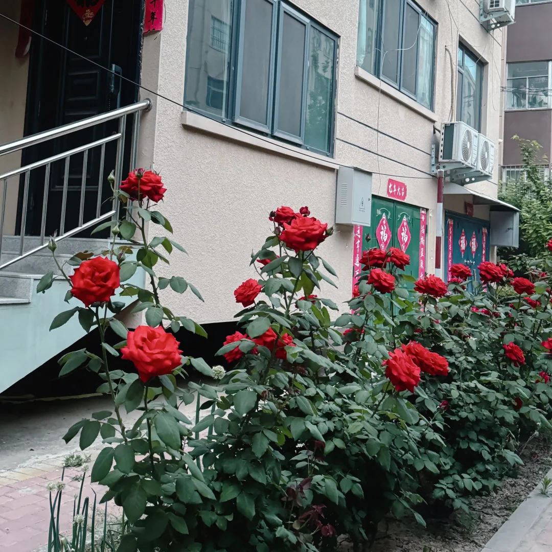 今日份的落地玫瑰！