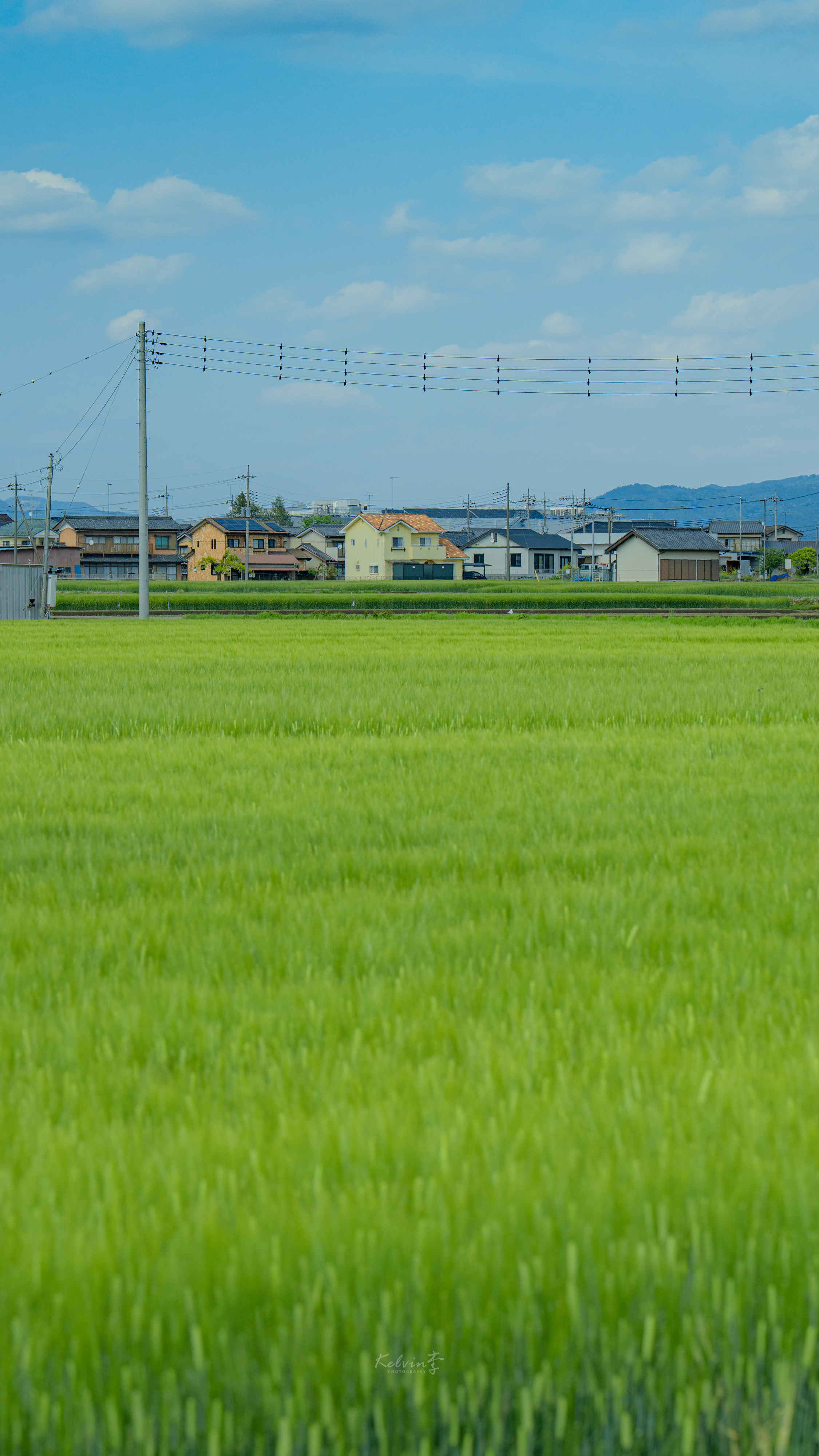 💚夏のはじまりｌ初夏的新绿