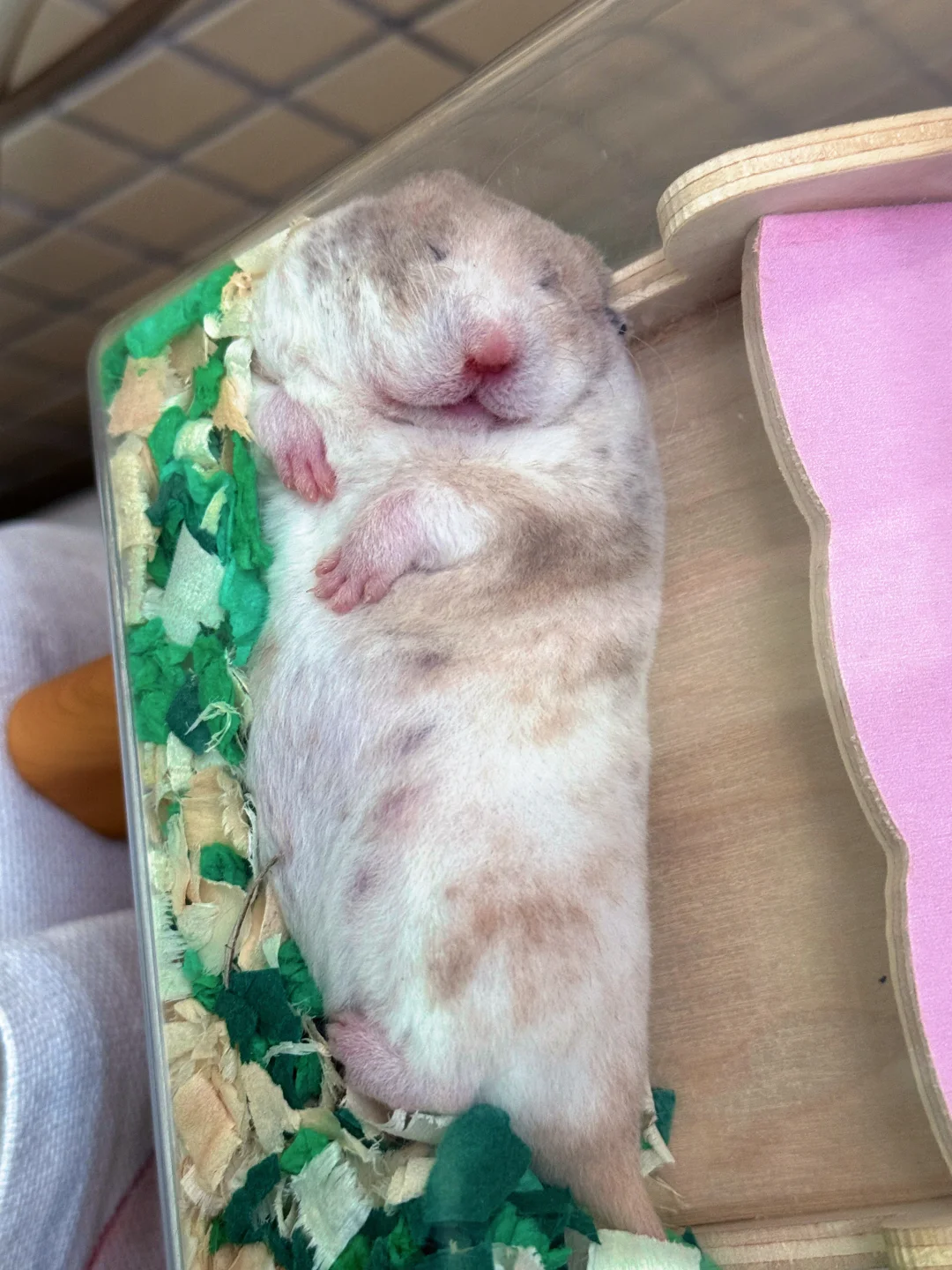 多金宝宝的海豹躺