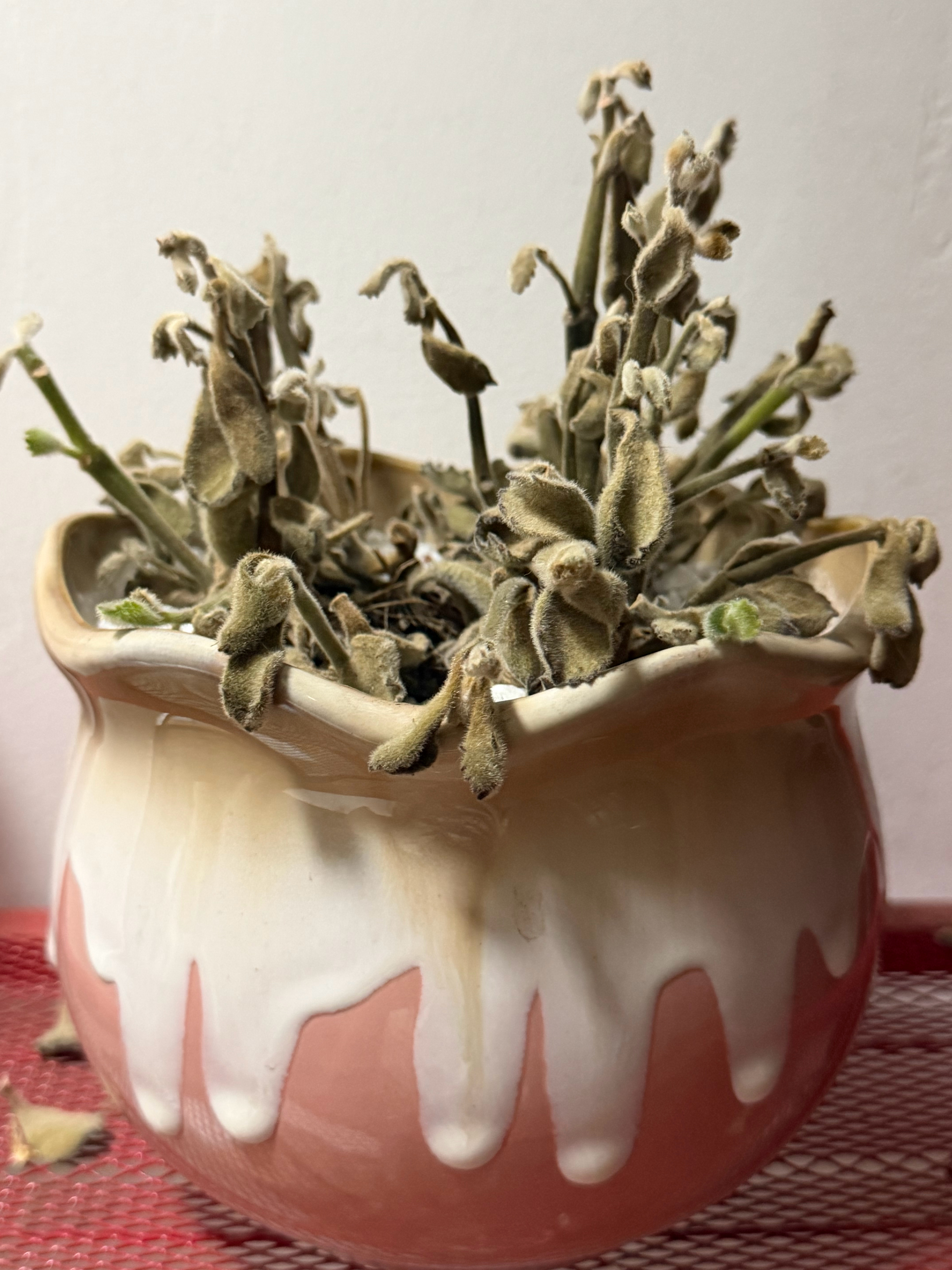 两盆熊童子均已战损…. 养了这么多年的熊童子 就没有哪一盆活过夏天