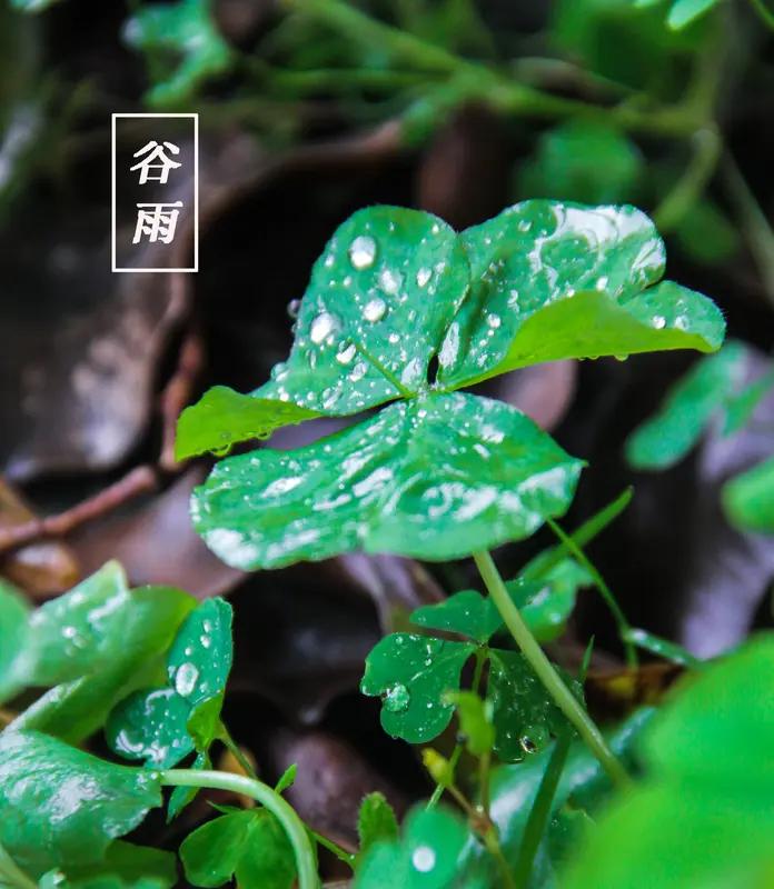 今日谷雨，这可是春之终章，夏之序曲。古人说“三月中，自雨水后，土膏脉动，今又雨其