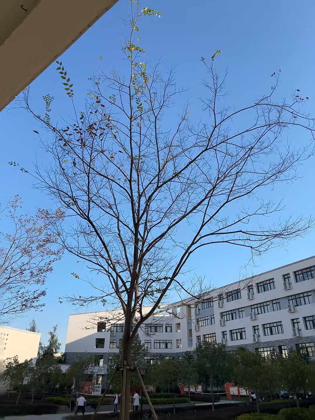 宿舍区的树好有生命力啊