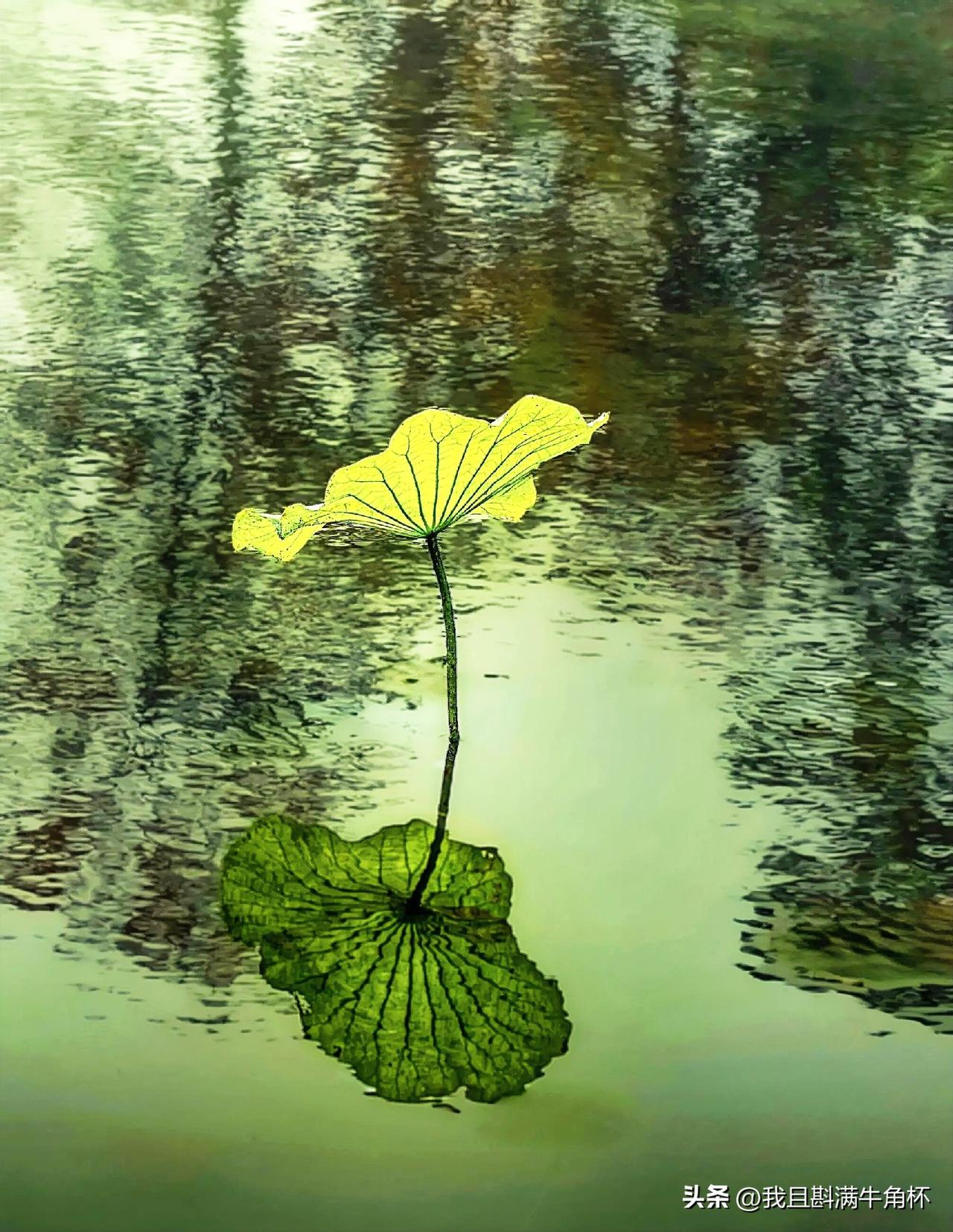 上联：一叶绿圆融夏色
下联：有请雅士[玫瑰][玫瑰][玫瑰]