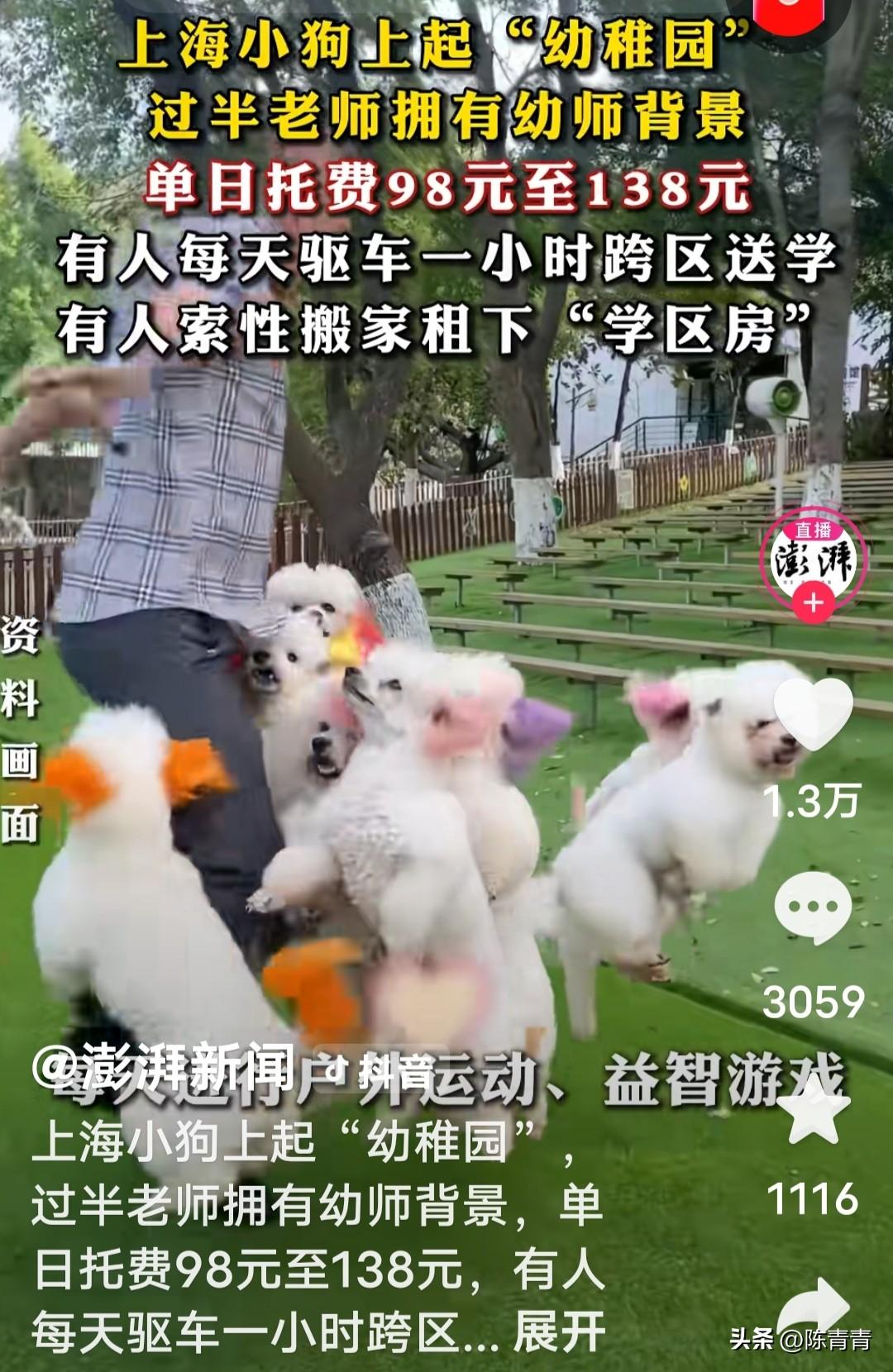 对父母有这样好吗？上海女生每月花1.2万元送6个月大的萨摩耶上“狗狗幼儿园”，费