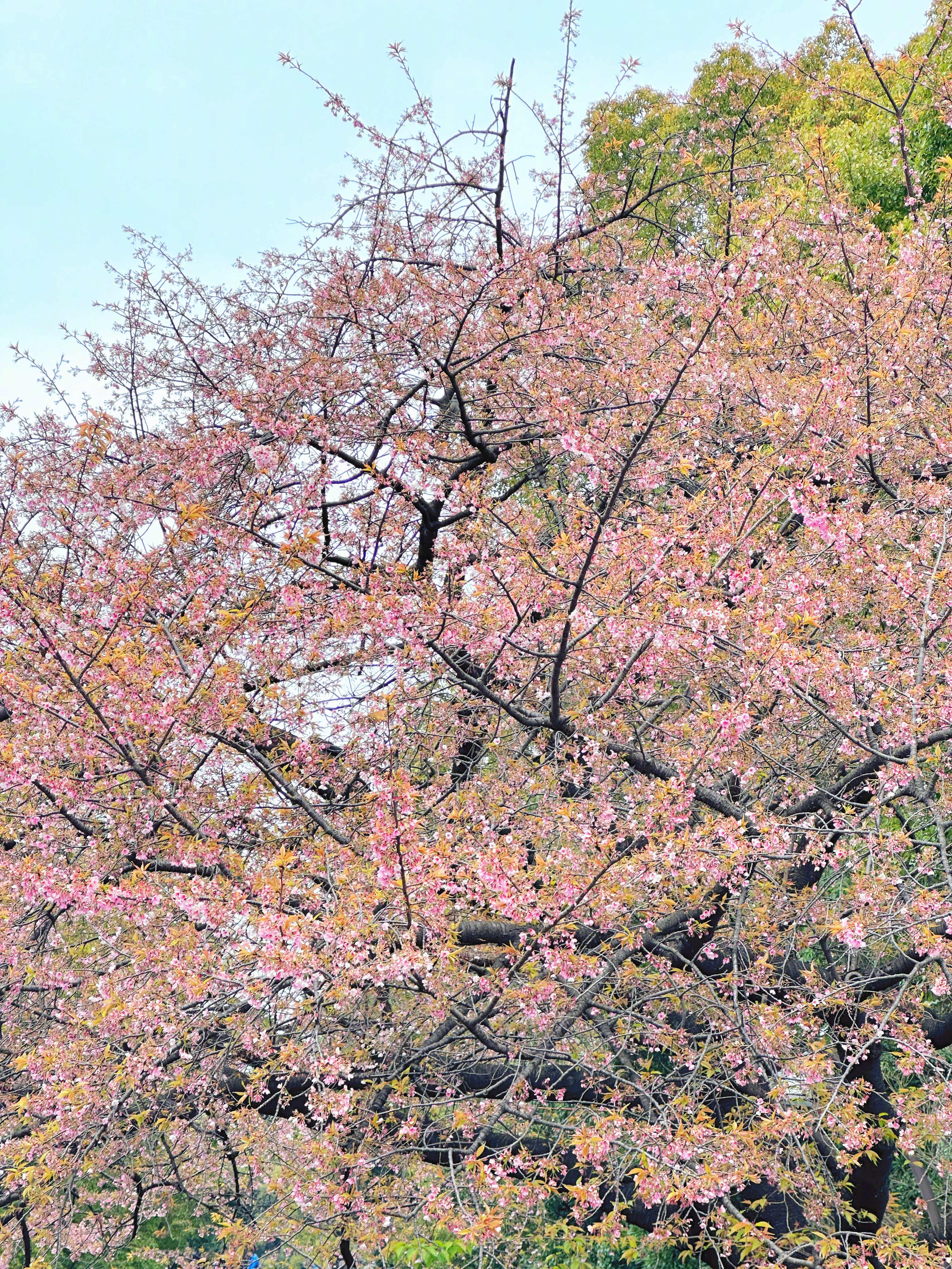   #城市巡游记#踏入上野公园，春风拂面，樱花绽放的季节，如同进入了一幅粉色的画