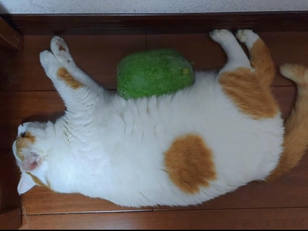 12975 投稿:肥猫王子殿下抱胖冬瓜 