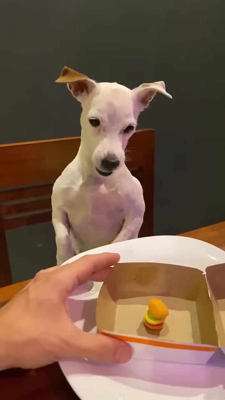 Viralhog。
I got burgers for me and my do