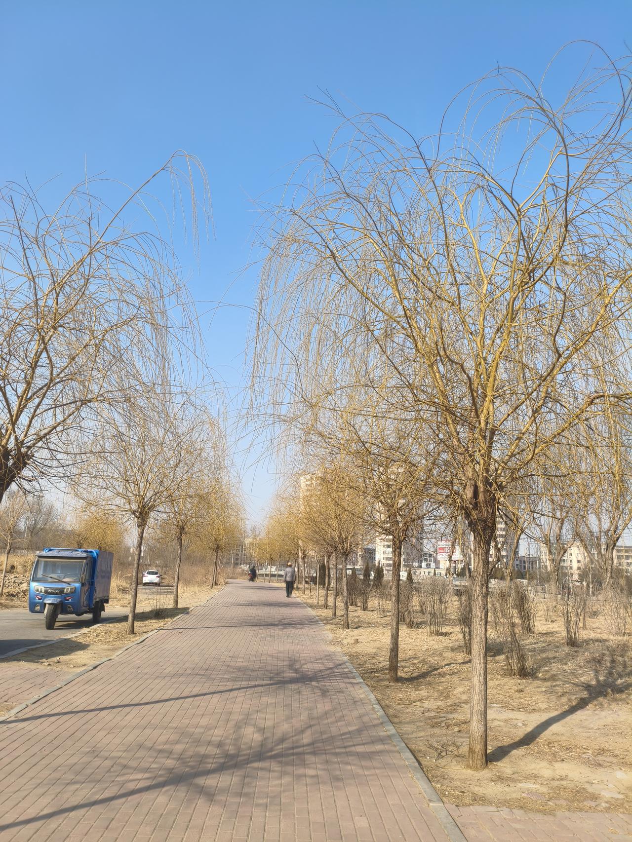 柳树的枝条最先闻到了春的气息，已微微变黄变软，估计用不了半个月，就绿上枝头了。