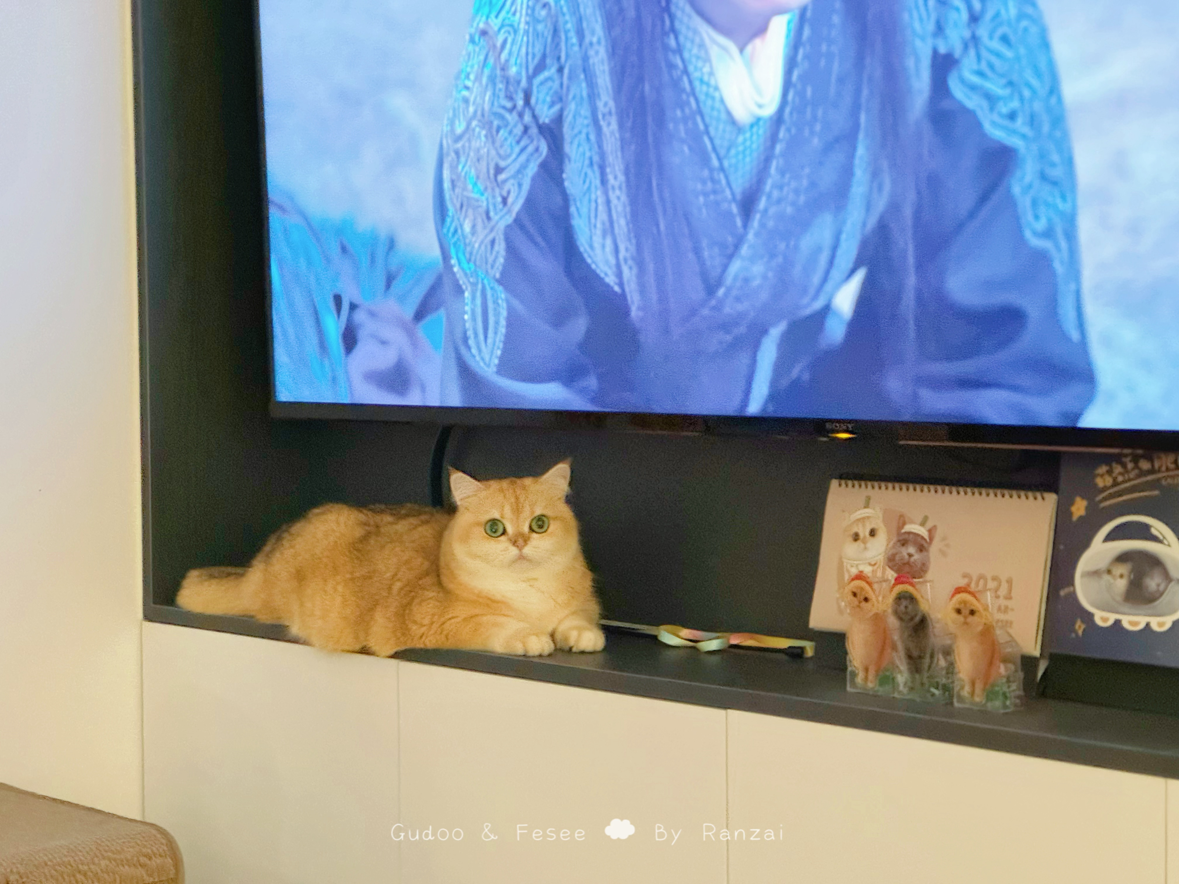 看来好多猫猫拒绝主食罐罐，感恩他俩是垃圾桶小猫，除了菇冬对k9闻都不闻，目前啥罐