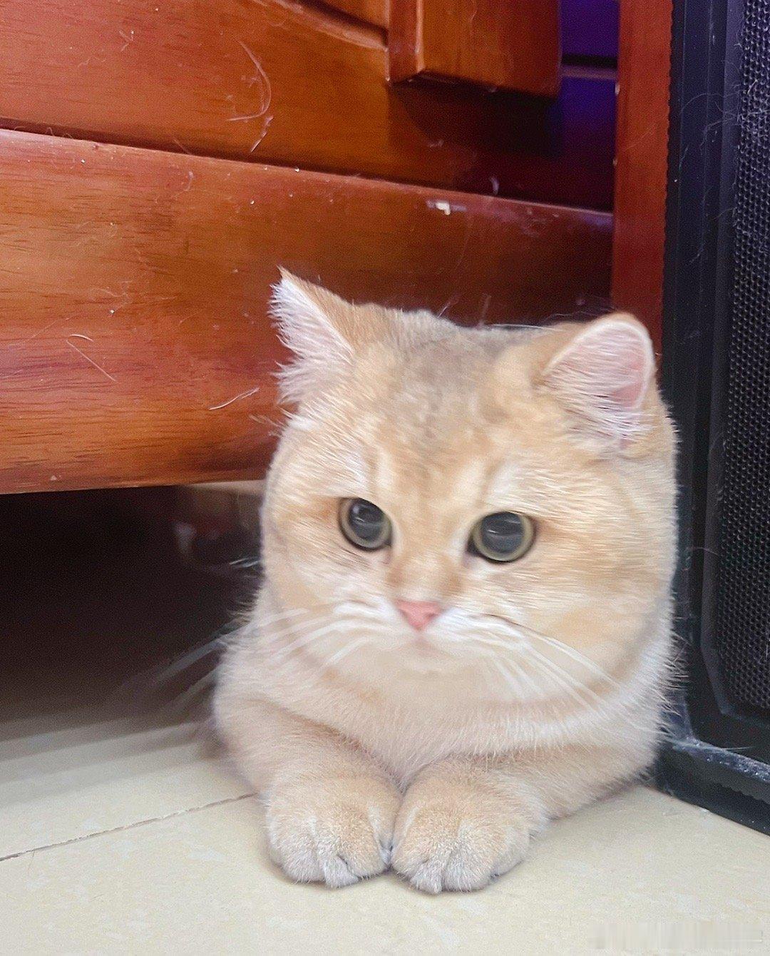监工小猫[挖鼻]#萌宠##我家有宠初成长# ​​​