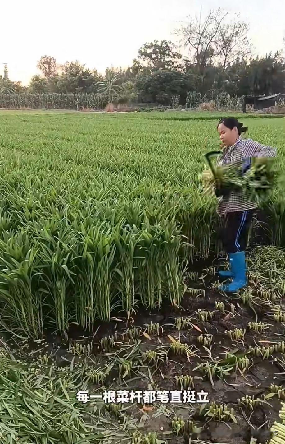 这啥菜啊？长得又密又直。