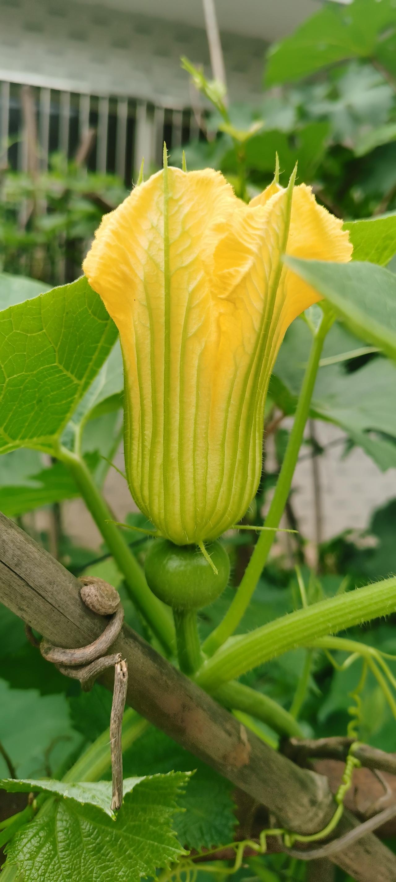 分享一朵你拍的花，什么花都可以南瓜花