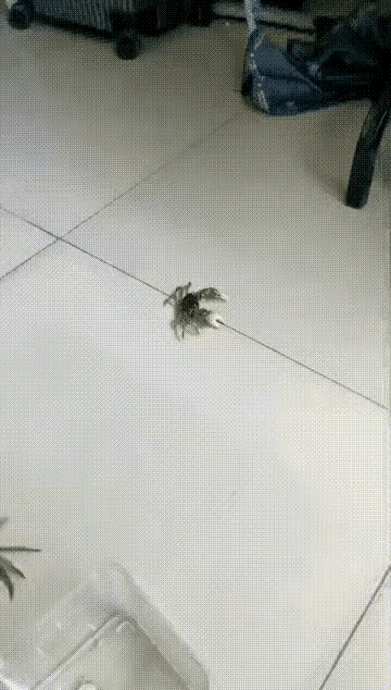 这是太碍事了吗