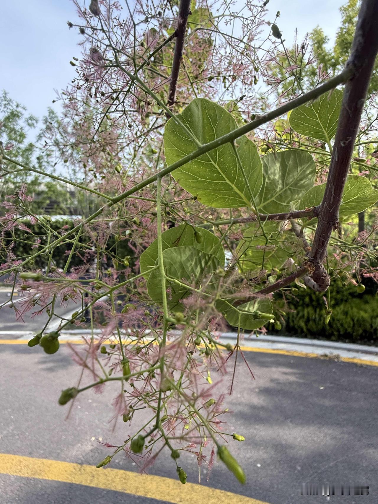 【小对联】
上：……？
下：中山狼。