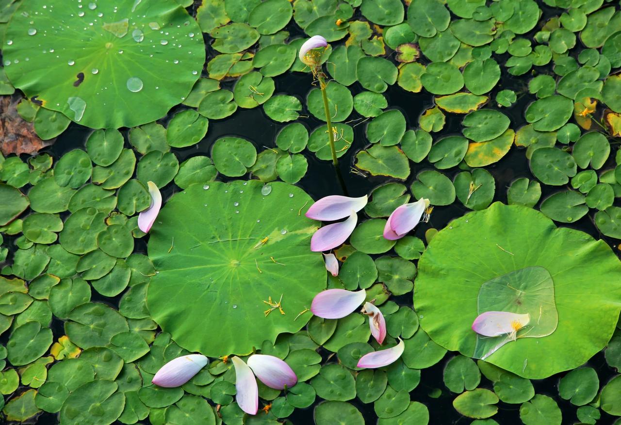 斜风微雨过孤桥，
蛙声忽停银露摇。
玉盏零落碧裙上，
小蓬初现香未消。
