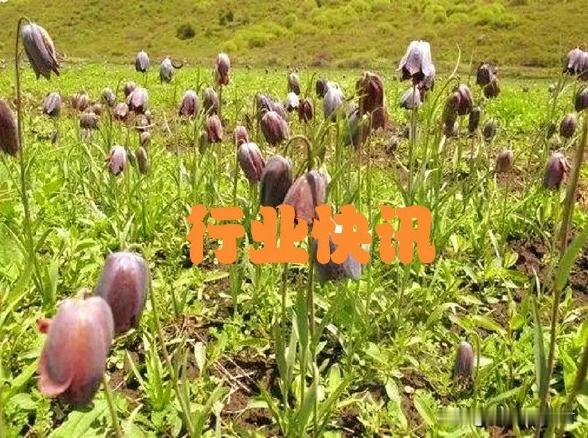 部分重点品种价格走势简析

香料品种：前期香料品种上涨过快，部分品种价格翻倍，但