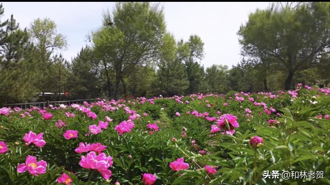 和林格尔县，今年这芍药节还搞不搞了？
一位身居呼市的老友问了我这个，说实话我也不