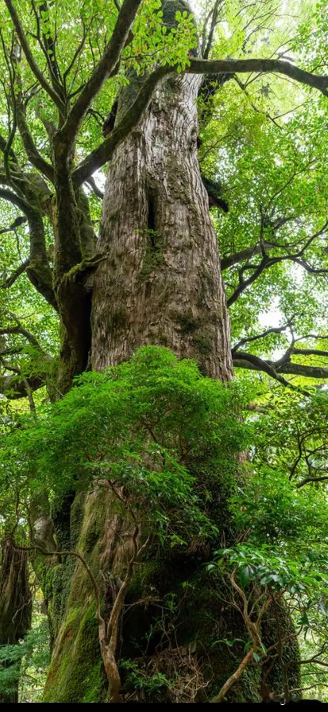 《采桑子·自适》
 
身安便是心头爱，
意静心宁。
俗事无争，
调得心境百媚生。