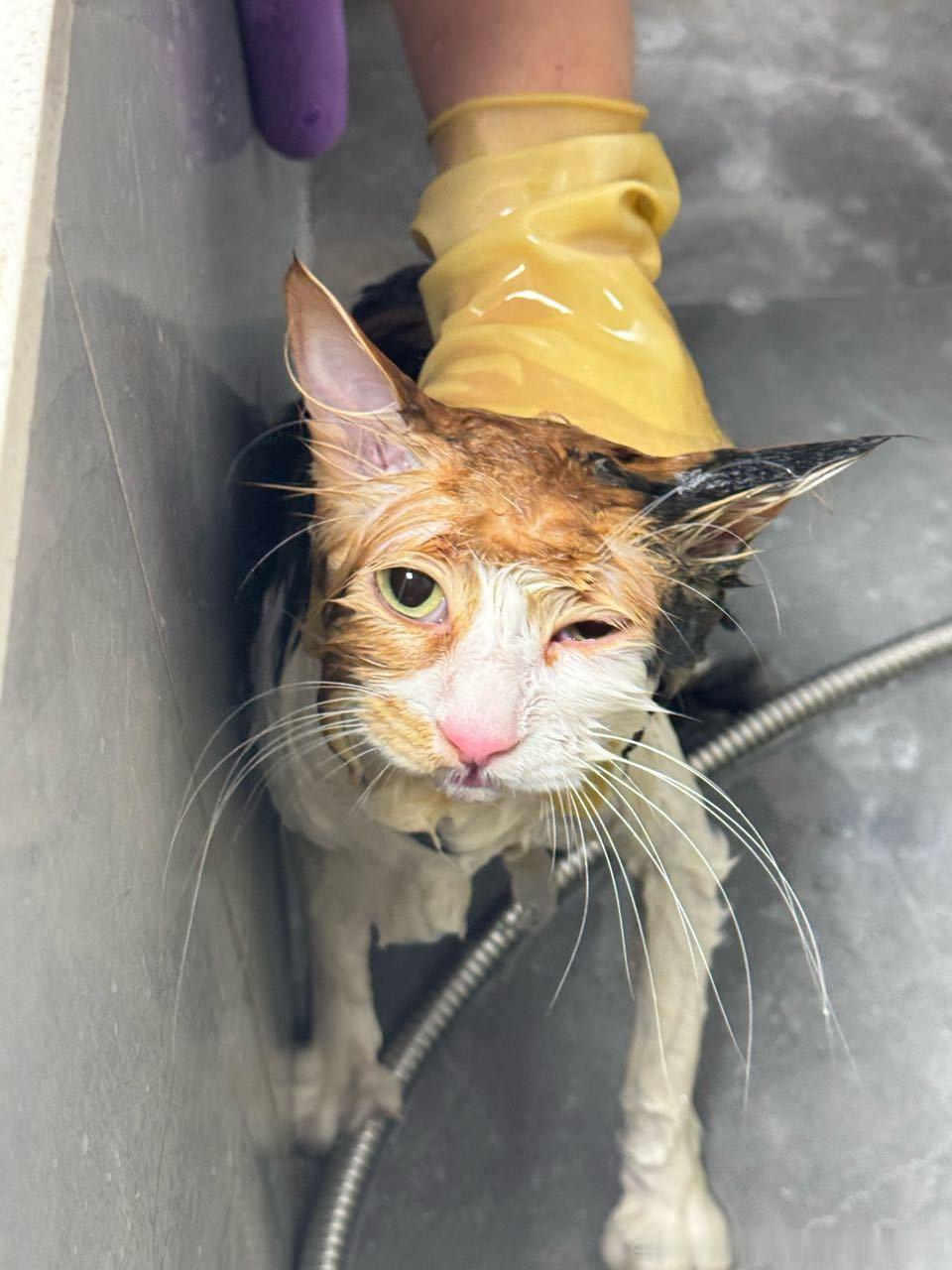 49414【丑猫】心灵也丑，来一个抓一个来两个抓一双